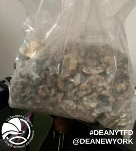 Seized Mushrooms